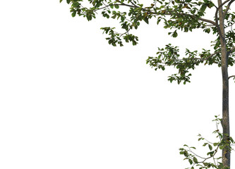 Foreground twigs on a transparent background
