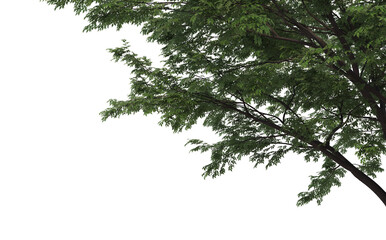 Foreground twigs on a transparent background
