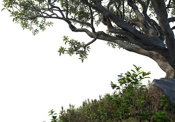 A large tree in a concrete pickup on a transparent background.