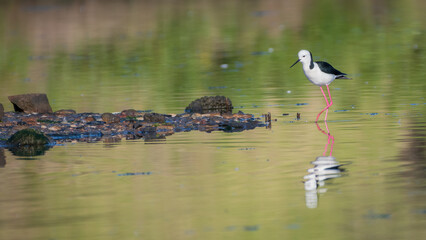 Black winged stilt (Himantopus himantopus), Sydney, Australia
