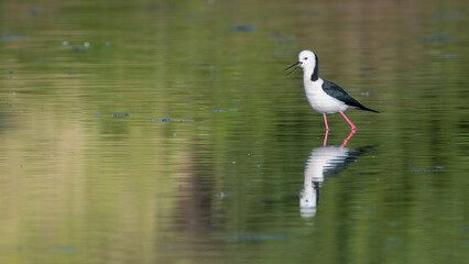 Black winged stilt (Himantopus himantopus), Sydney, Australia
