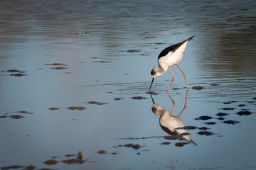 Black winged stilt (Himantopus himantopus), Sydney, Australia