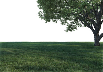 Obraz na płótnie Canvas Lawns and trees on a transparent background 
