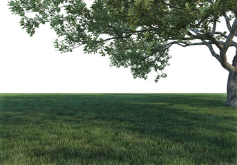 Lawns and trees on a transparent background
