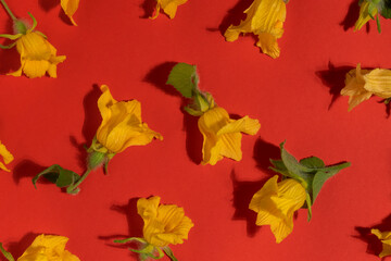 Yellow flowers on a red background. Top view.