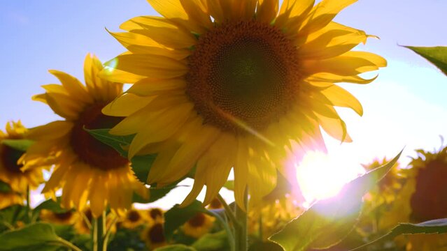 A large yellow flower of a flowering sunflower against the backdrop of sunset. Cultivation of raw materials for the production of sunflower oil. Ukrainian landscape