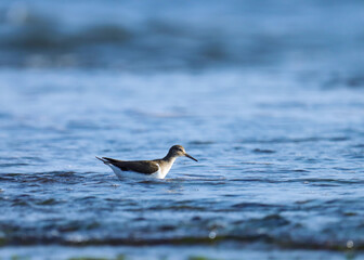 Common sandpiper at sea. Bird background. Natural design. Natural texture. Abstract background. Natural background. Beautiful background.