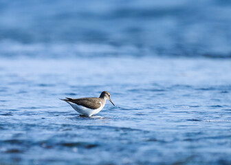 Common sandpiper foraging on the beach. Actitis hypoleucos.