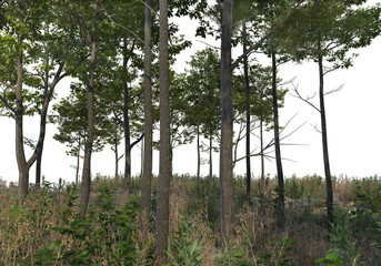 Forest roads on a transparent background