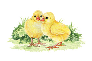 Chick cozy couple on the grass. Hand drawn illustration. Small newborn baby chicken. Small farm baby bird. Tiny yellow fluffy chicks on the green grass. White background