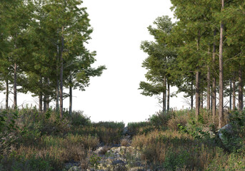 Forest roads on a transparent background
