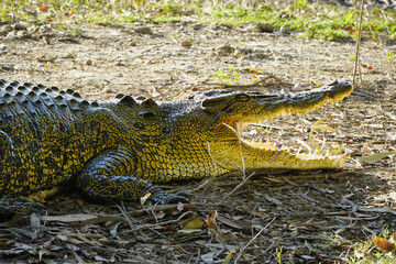 crocodile close up view taken in Kakadu National Park