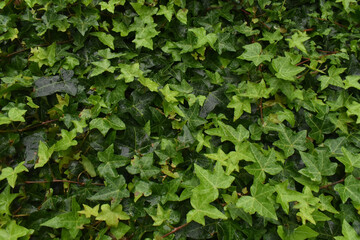 green ivy leaves
