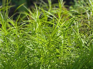 Green grass stems on the meadow.