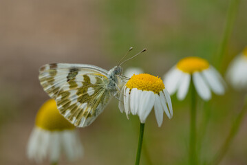 Butterfly Pontia daplidice on a chamomile flower