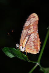 beautiful butterfly sitting in a plant with leafy green background
