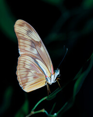 beautiful butterfly sitting in a plant with dark background