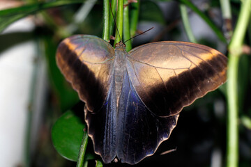 morpho may refer to several species of distinctly blue butterfly under the genus Morpho,