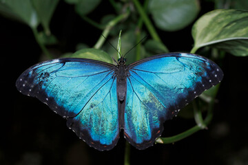 Blue morpho may refer to several species of distinctly blue butterfly under the genus Morpho,