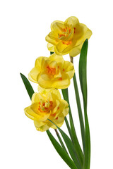 Three yellow narcissus delnashaugh with petals on white background. Full depth of field. With clipping path