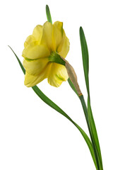 Yellow narcissus delnashaugh with petals on white background. Back view. Full depth of field. With clipping path