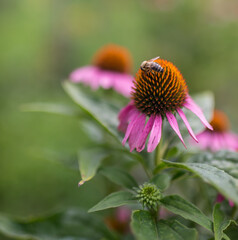 Blossom flowers in the summer garden. Colorful beauty.