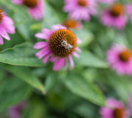 Blossom flowers in the summer garden. Colorful beauty.