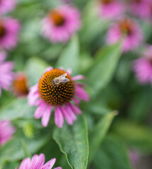 Blossom flowers in the summer garden. Colorful beauty.
