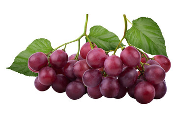 Bunches of fresh ripe red grapes on alpha background.