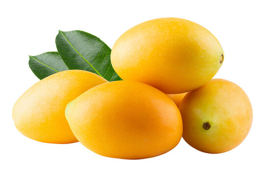 Sweet Marian plum fruit isolated on alpha background.