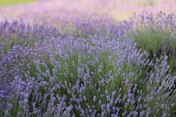 Lavender field in the golden hour