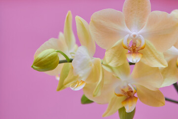 orchid on a pink background,beautiful yellow flower on a glamorous pink background