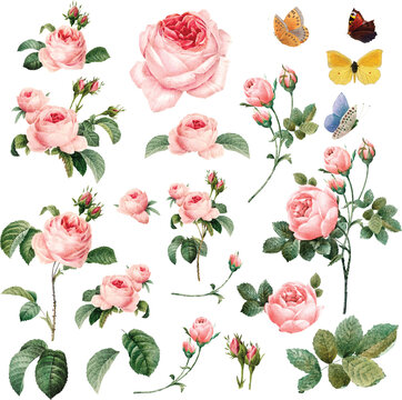 Pink rose watercolor PNG