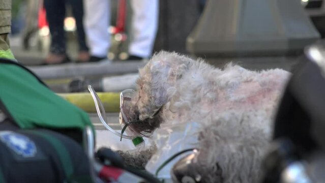 Dogs Rescued From Burning Building Suffering From Smoke Inhalation And Given Oxygen Masks 