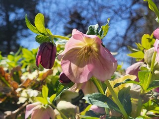 pink and yellow flower