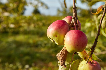 Red apples are ripening on the trees in the garden. Gardening. Garden care. Cultivation of apples.