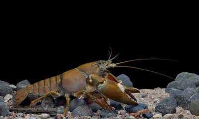 The signal crayfish (Pacifastacus leniusculus) 