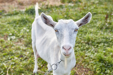 A rural dairy white goat grazes in a meadow.