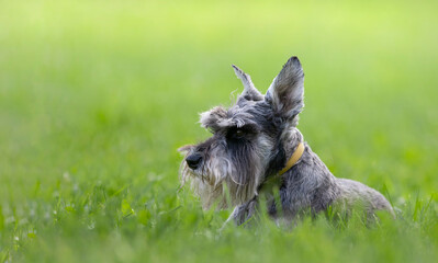 A Schnauzer laying in the grass