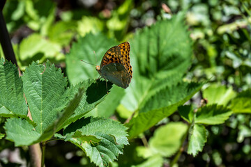 brown butterfly on green foliage closeup
