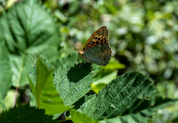 brown butterfly on green foliage closeup