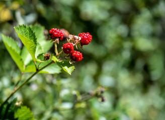 red ogody on a green branch close-up