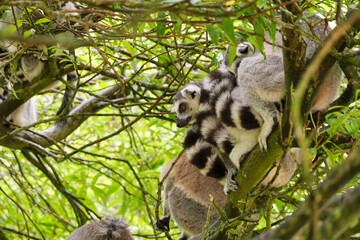 A group of ring-tailed lemurs in a tree sheltering from the rain. The ring-tailed lemur or Lemur catta is a large primate with a long, black and white ringed tail and originates from `Madagascar.