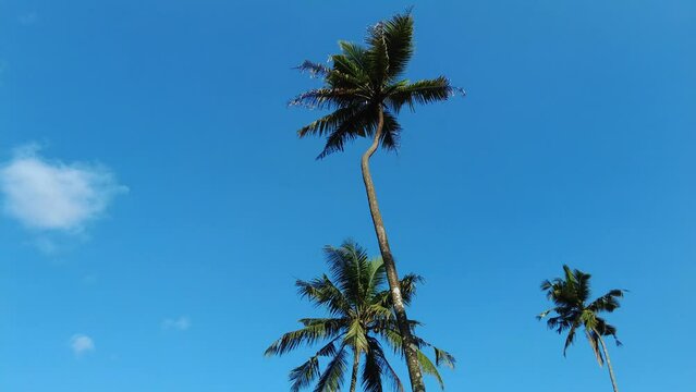 Coconut palm trees, bright blue sky background