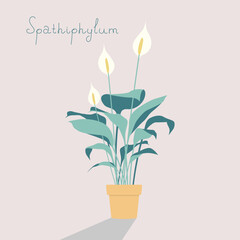 A house flower in  a yellow vase, spathiphyllum