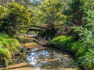 Fototapeta na wymiar Wattle Blossom Creek