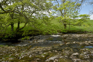 Path beside River Wharfe in Langstrothdale