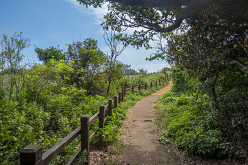 울창한 나무 사이의 시골길