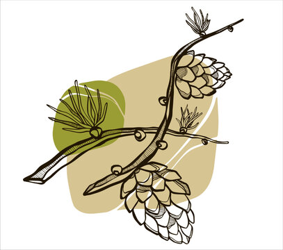 pine branch sketch with green and beige