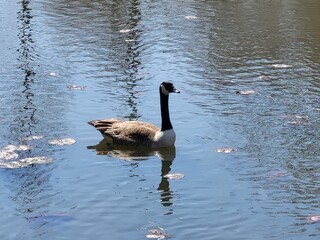 goose swimming in lake